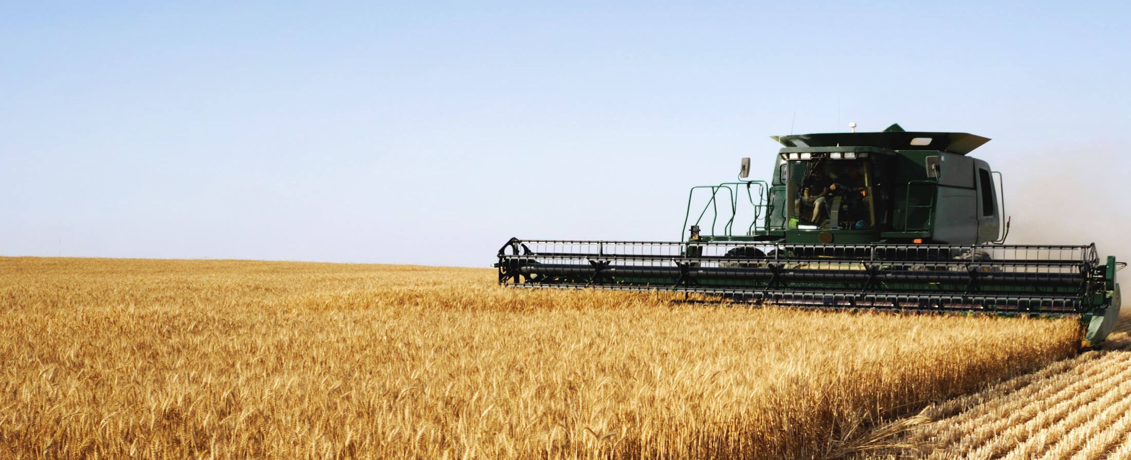 Ein grüner Mähdrescher arbeitet in einem goldenen Weizenfeld unter einem strahlend blauen Himmel und erntet bei Tageslicht das Getreide.
